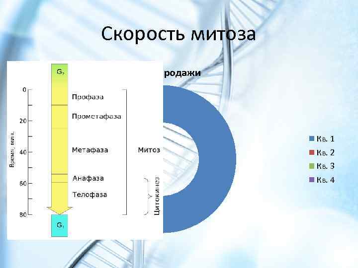 Скорость митоза Продажи Кв. 1 Кв. 2 Кв. 3 Кв. 4 