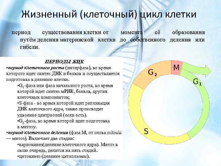 Жизненный (клеточный) цикл клетки период существования клетки от момента её образования путём деления материнской