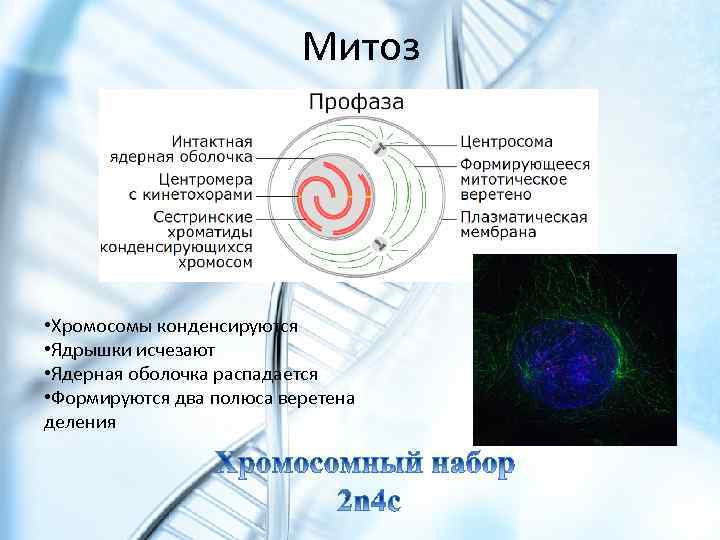 Митоз • Хромосомы конденсируются • Ядрышки исчезают • Ядерная оболочка распадается • Формируются два