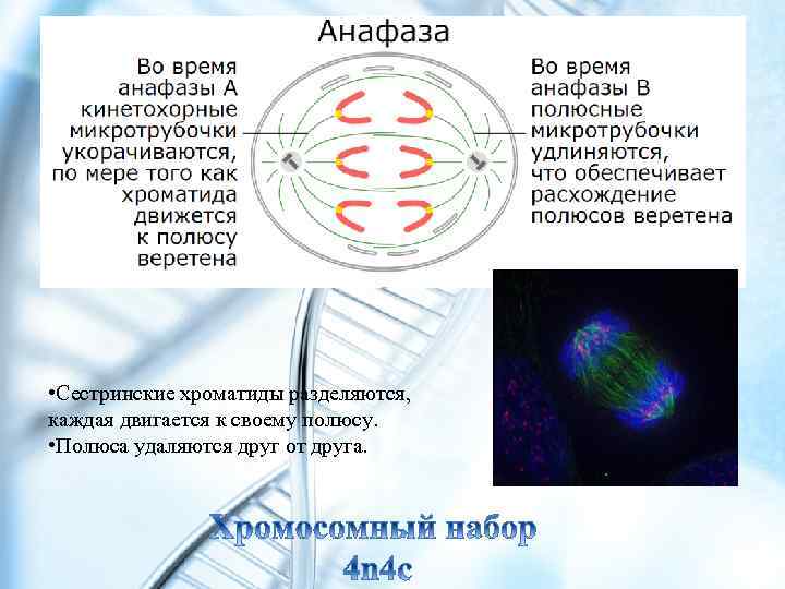  • Сестринские хроматиды разделяются, каждая двигается к своему полюсу. • Полюса удаляются друг