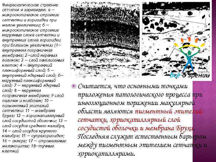 Микроскопическое строение сетчатки и хориоидеи: а — микроскопическое строение сетчатки и хориоидеи при малом