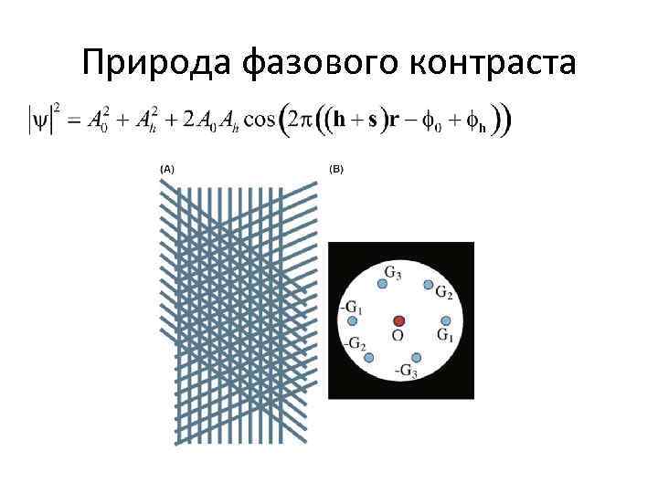 Природа фазового контраста 