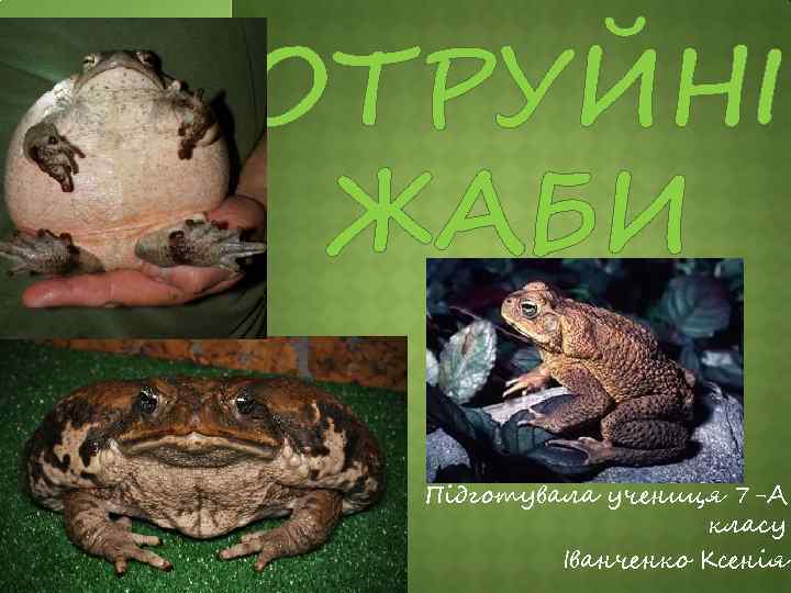 ОТРУЙНІ ЖАБИ Підготувала учениця 7 -А класу Іванченко Ксенія 