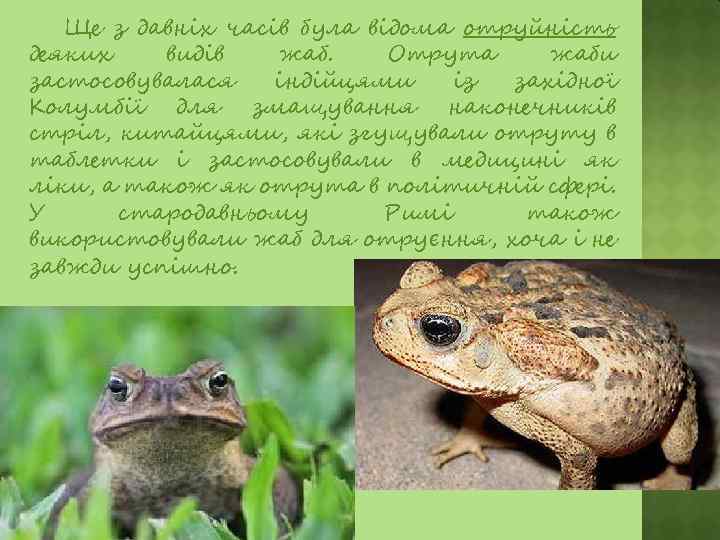 Ще з давніх часів була відома отруйність деяких видів жаб. Отрута жаби застосовувалася індійцями