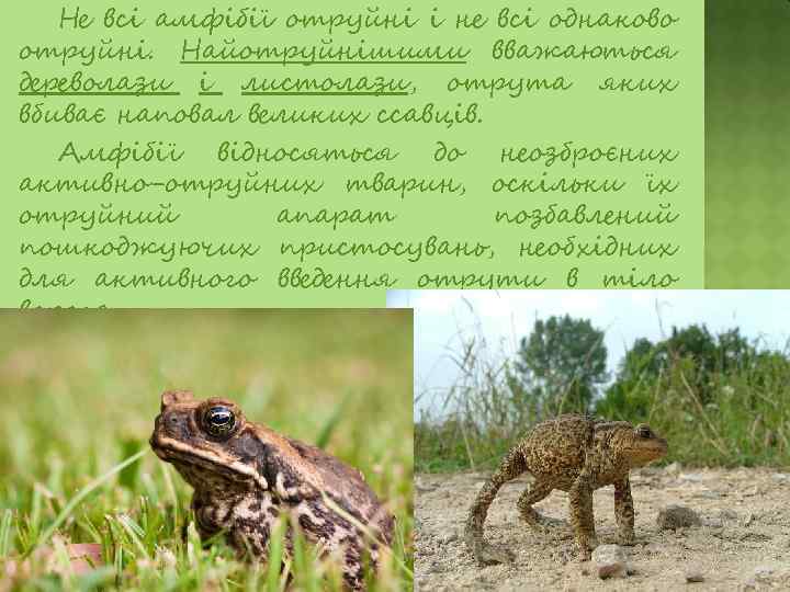 Не всі амфібії отруйні і не всі однаково отруйні. Найотруйнішими вважаються дереволази і листолази,