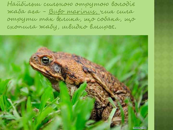  Найбільш сильною отрутою володіє жаба ага - Bufo marinus, чия сила отрути так