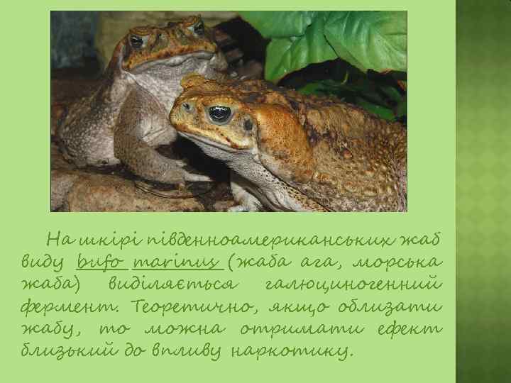 На шкірі південноамериканських жаб виду bufo marinus (жаба ага, морська жаба) виділяється галюциногенний фермент.