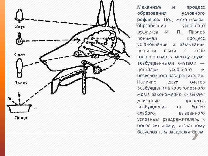 Механизм и процесс образования условного рефлекса. Под механизмом образования условного рефлекса И. Павлов понимал