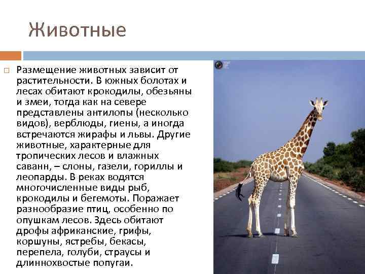 Животные Размещение животных зависит от растительности. В южных болотах и лесах обитают крокодилы, обезьяны