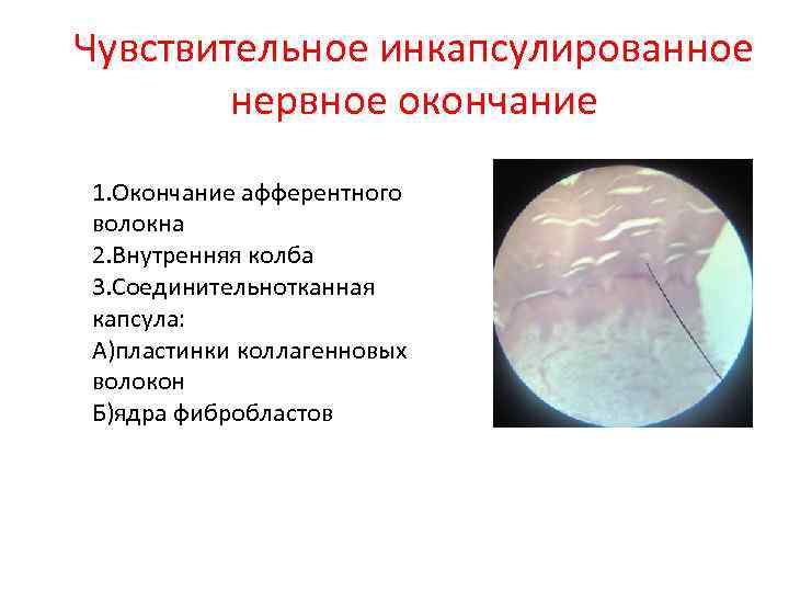 Чувствительное инкапсулированное нервное окончание 1. Окончание афферентного волокна 2. Внутренняя колба 3. Соединительнотканная капсула: