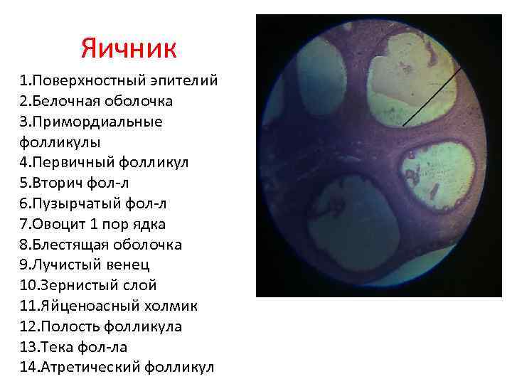 Яичник 1. Поверхностный эпителий 2. Белочная оболочка 3. Примордиальные фолликулы 4. Первичный фолликул 5.