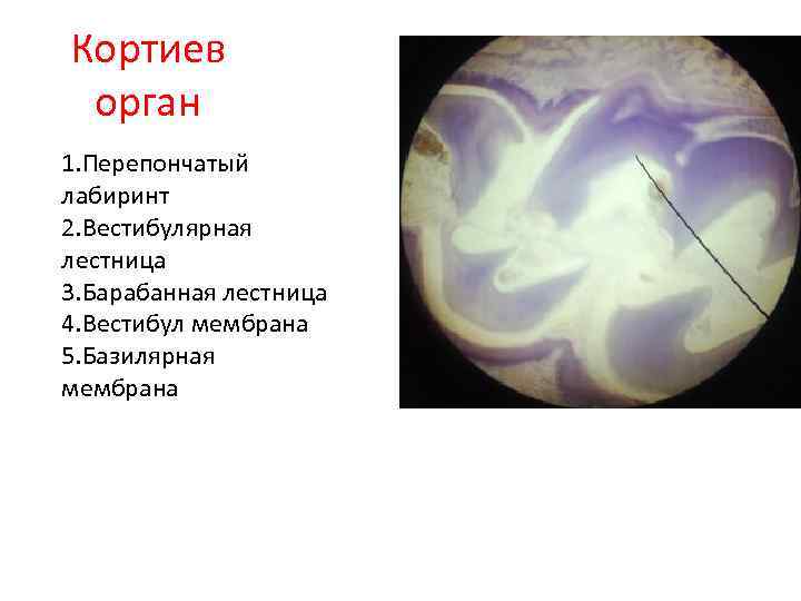 Кортиев орган 1. Перепончатый лабиринт 2. Вестибулярная лестница 3. Барабанная лестница 4. Вестибул мембрана