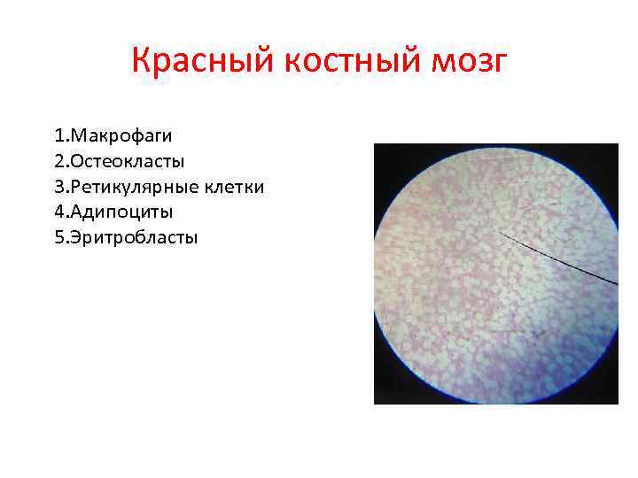 Красный костный мозг 1. Макрофаги 2. Остеокласты 3. Ретикулярные клетки 4. Адипоциты 5. Эритробласты