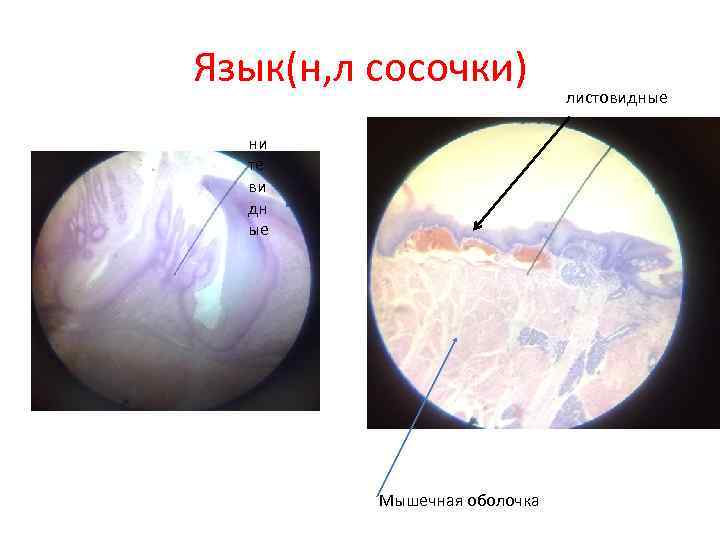 Язык(н, л сосочки) ни те ви дн ые Мышечная оболочка листовидные 