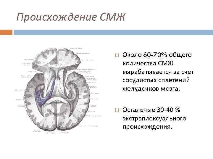 Происхождение СМЖ Около 60 -70% общего количества СМЖ вырабатывается за счет сосудистых сплетений желудочков