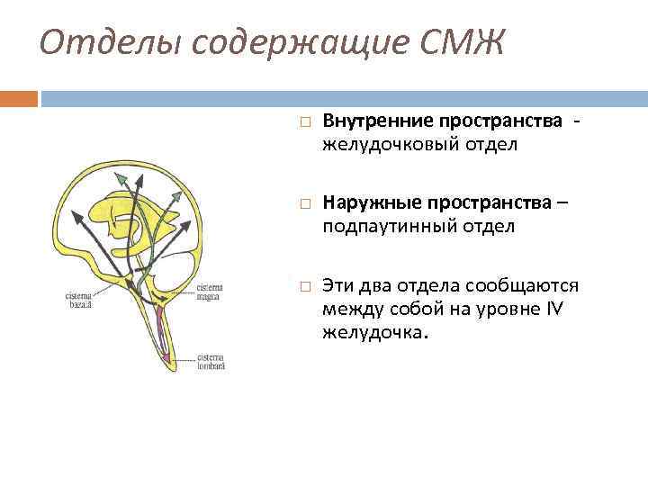 Отделы содержащие СМЖ Внутренние пространства желудочковый отдел Наружные пространства – подпаутинный отдел Эти два