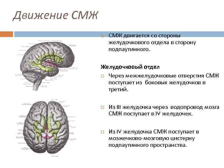 Движение СМЖ двигается со стороны желудочкового отдела в сторону подпаутинного. Желудочковый отдел Через межжелудочковые