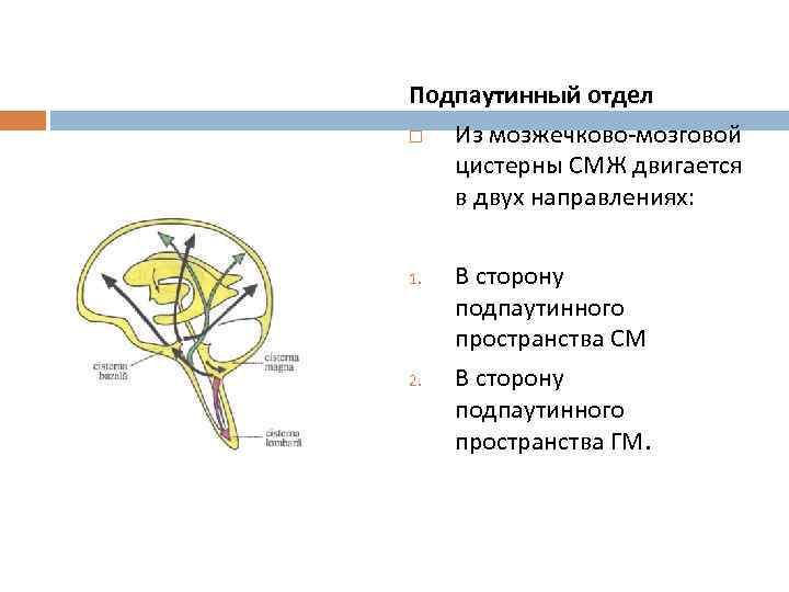 Подпаутинный отдел Из мозжечково-мозговой цистерны СМЖ двигается в двух направлениях: 1. 2. В сторону