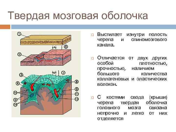 Твердая мозговая оболочка Выстилает изнутри полость черепа и спиномозгового канала. Отличается от двух других