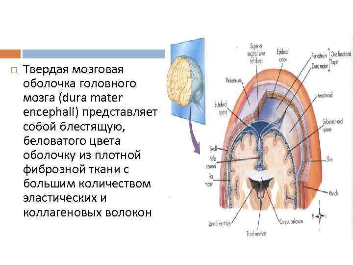  Твердая мозговая оболочка головного мозга (dura mater encephali) представляет собой блестящую, беловатого цвета