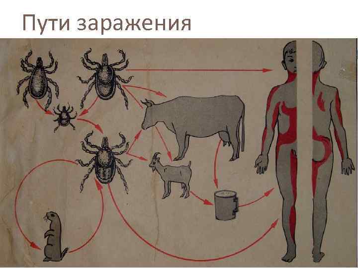 Пути заражения 