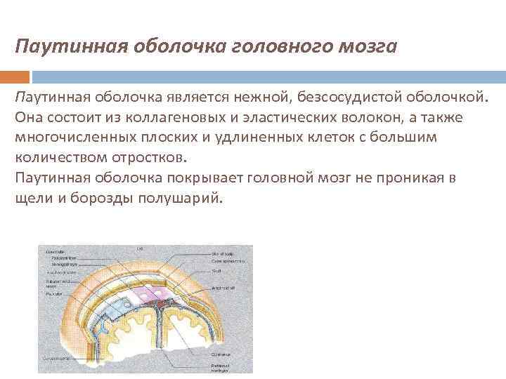Паутинная оболочка головного мозга Паутинная оболочка является нежной, безсосудистой оболочкой. Она состоит из коллагеновых