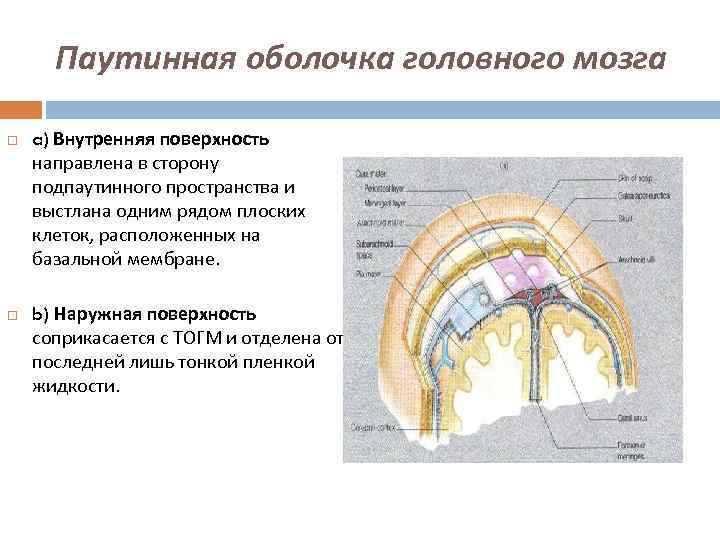 Паутинная оболочка головного мозга a) Внутренняя поверхность направлена в сторону подпаутинного пространства и выстлана