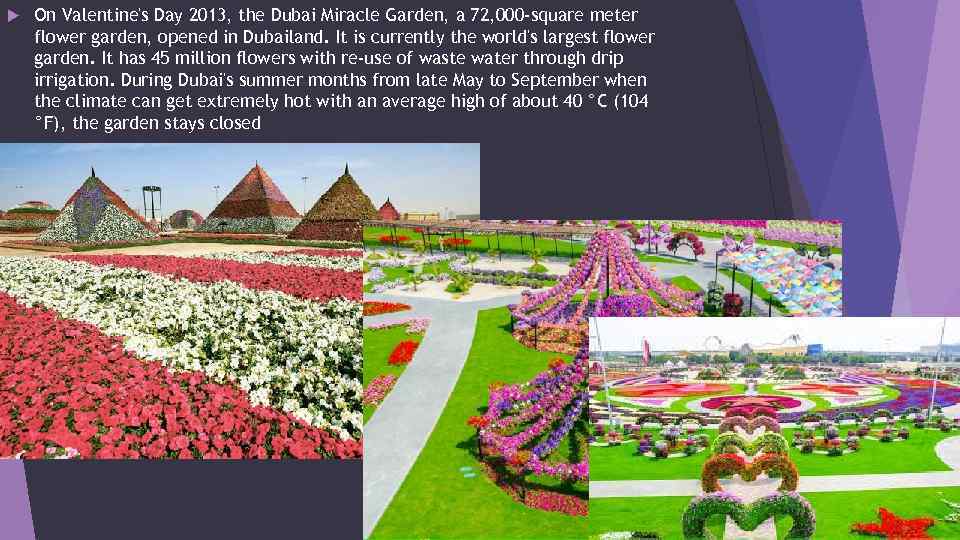  On Valentine's Day 2013, the Dubai Miracle Garden, a 72, 000 -square meter