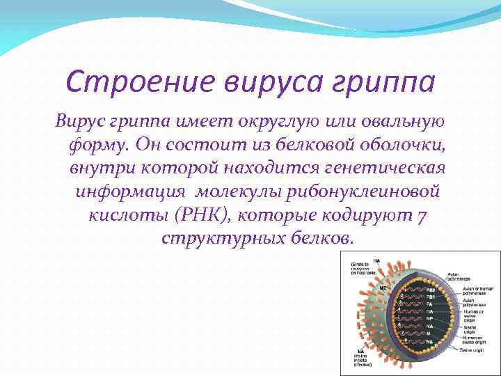 Строение вируса гриппа Вирус гриппа имеет округлую или овальную форму. Он состоит из белковой