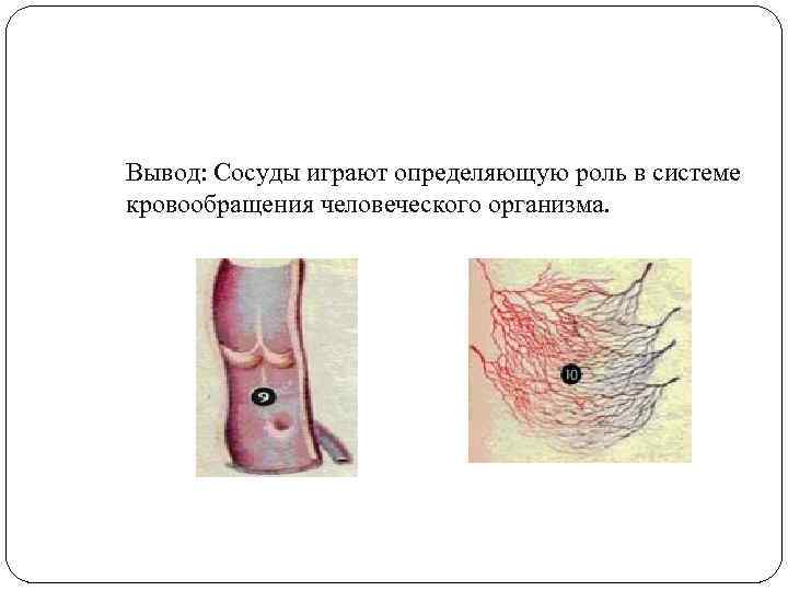 Вывод: Сосуды играют определяющую роль в системе кровообращения человеческого организма. 
