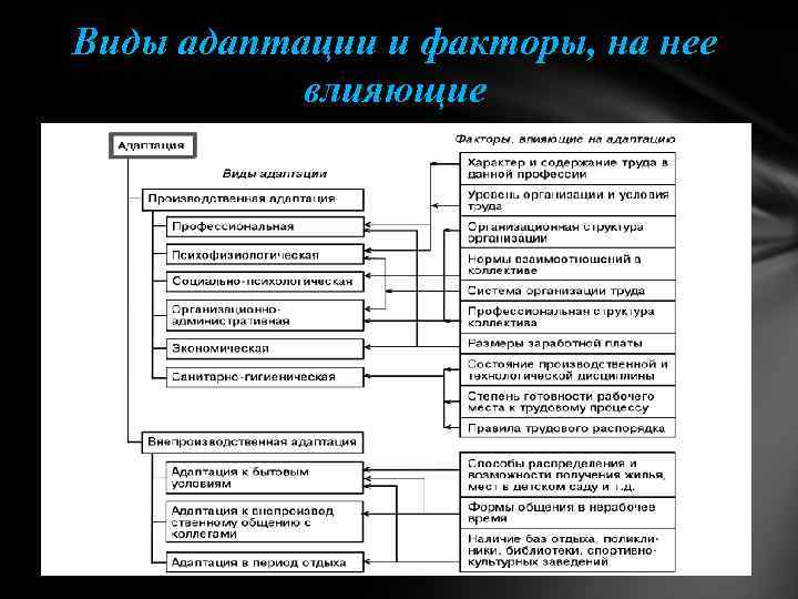 Виды адаптации и факторы, на нее влияющие 