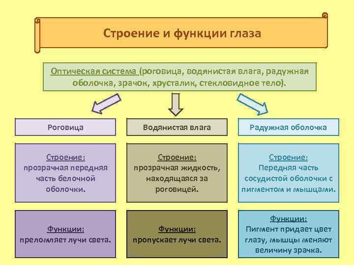 Строение и функции глаза Оптическая система (роговица, водянистая влага, радужная оболочка, зрачок, хрусталик, стекловидное