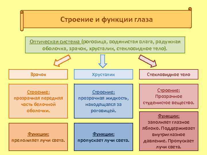 Строение и функции глаза Оптическая система (роговица, водянистая влага, радужная оболочка, зрачок, хрусталик, стекловидное