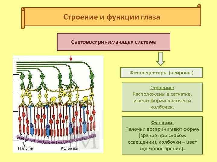 Строение и функции глаза Световоспринимающая система Фоторецепторы (нейроны) Строение: Расположены в сетчатке, имеют форму