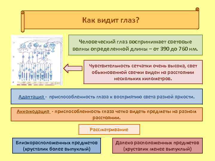 Как видит глаз? Человеческий глаз воспринимает световые волны определенной длины – от 390 до