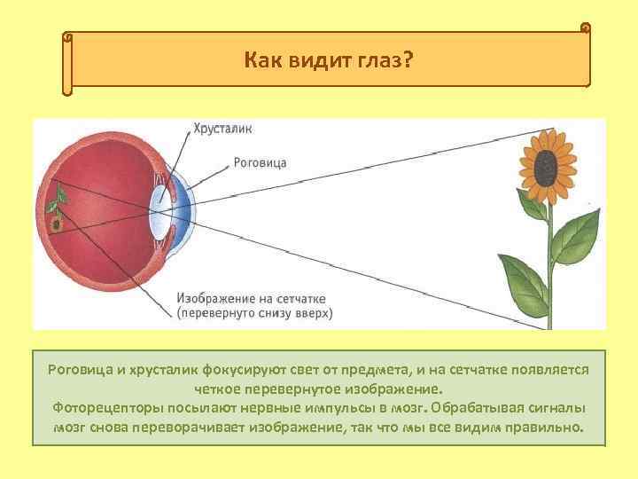 Изображение видимых предметов