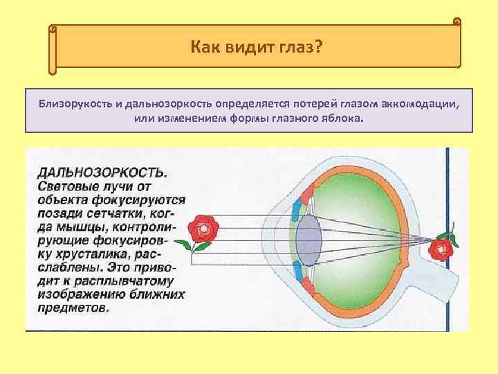 Схема как человек видит