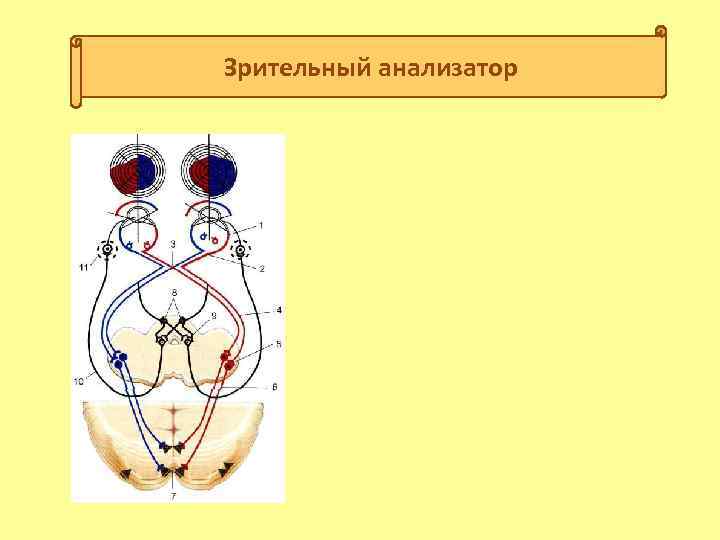 Зрительный анализатор 