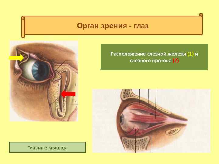 Орган зрения - глаз Расположение слезной железы (1) и слезного протока (2) Глазные мышцы