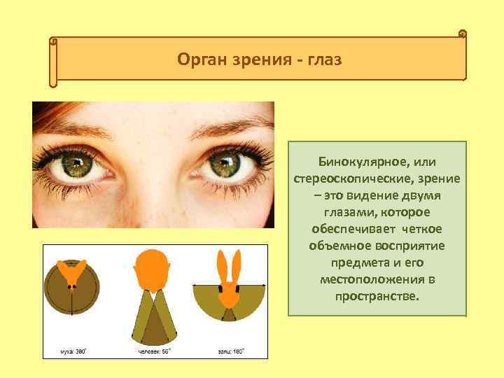 Бинокулярное зрение схема