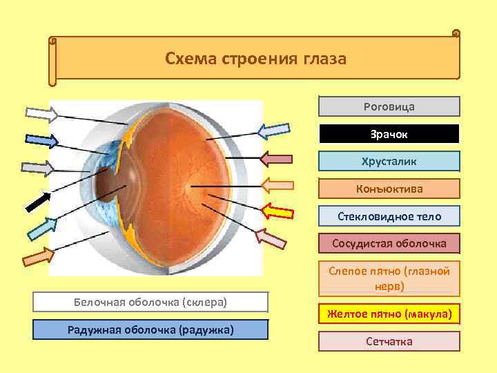 Роговица на схеме