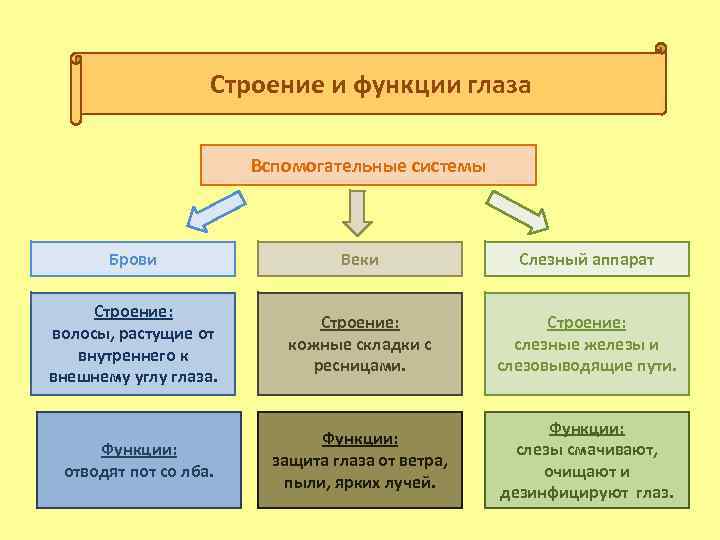 Строение и функции глаза Вспомогательные системы Брови Веки Слезный аппарат Строение: волосы, растущие от