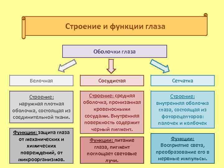 Строение и функции глаза Оболочки глаза Белочная Сосудистая Сетчатка Строение: наружная плотная оболочка, состоящая