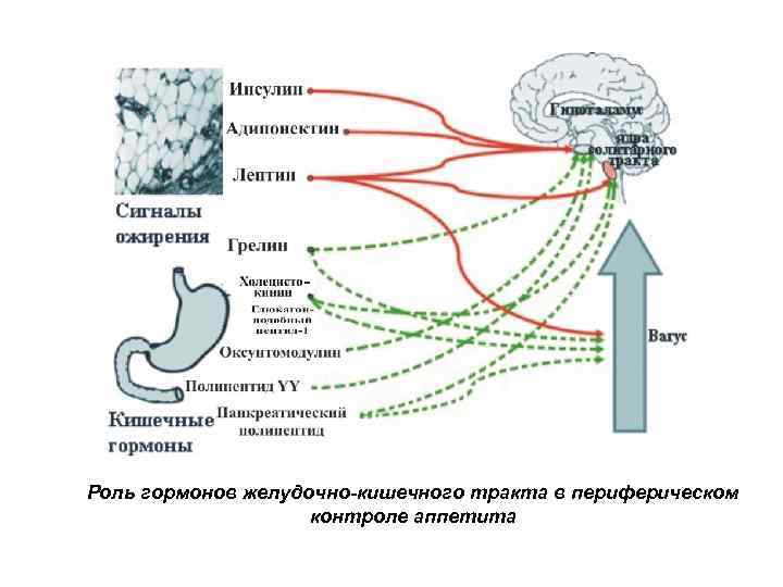 Роль гормонов желудочно-кишечного тракта в периферическом контроле аппетита 