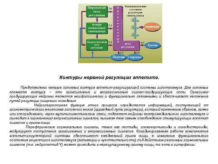 Контуры нервной регуляции аппетита. Представлены четыре основных контура аппетит-регулирующей системы гипоталамуса. Два основных элемента