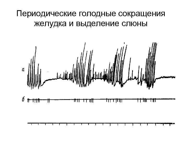 Периодические голодные сокращения желудка и выделение слюны 