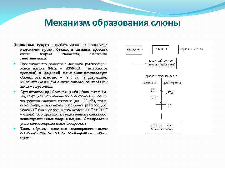 Механизм образования слюны Первичный секрет, вырабатывающийся в ацинусах, изотоничен крови. Однако, в слюнных протоках