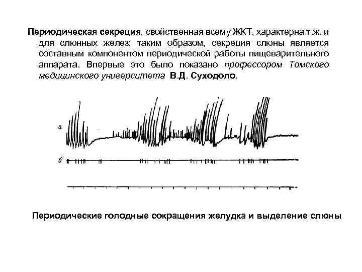 Периодическая секреция, свойственная всему ЖКТ, характерна т. ж. и для слюнных желез; таким образом,