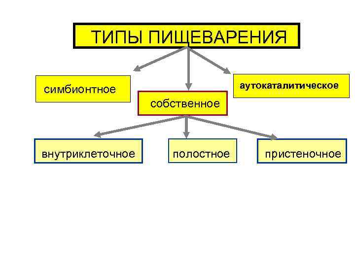 ТИПЫ ПИЩЕВАРЕНИЯ аутокаталитическое симбионтное собственное внутриклеточное полостное пристеночное 