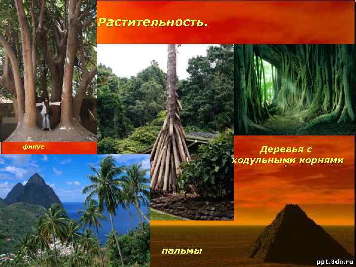 Растительность. фикус Деревья с ходульными корнями пальмы 